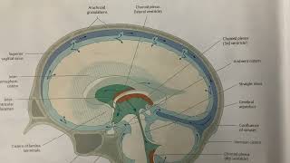 Flow Of CerebroSpinal Fluid CSF  Neuroanatomy  MBBS [upl. by Lluj]