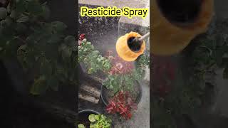 Pesticide Spray On Rose Plant🌹Nj Rose Garden👏Rose Garden👇rose garden shorts 🇮🇳 [upl. by Zitvaa]