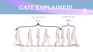 Gait Range of Motion Animation [upl. by Judenberg631]