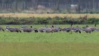 Red breasted Goose  Lancashire  December 2023 [upl. by Pump]