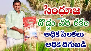 అధిక వరి పిలకలు అధిక దిగుబడి  Sindhuja Research Variety Paddy  Best Paddy Seeds  Shiva Agriclinic [upl. by Bornie]