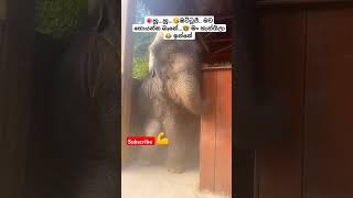 Lande ළදේ Roshan Fernando ytshorts short trending Song Tiktok shortvideo Viral Elephant 🥰 [upl. by Kelvin]