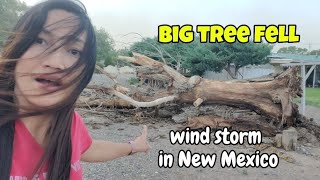 Wind storm in New Mexico Big tree fell😱newmexicolife NewMexicoWeather windstorm bigtreefell [upl. by Enad]