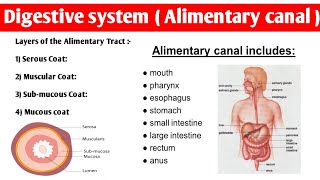 Alimentary Tract Anatomy  4 layers of alimentary canal  digestivesystem anatomy and physiology [upl. by Shelly]