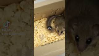 Learn about Dormouse [upl. by Rebecka96]