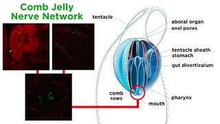 Phylum Ctenophora Comb Jellies [upl. by Essirehc150]