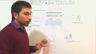 Stage 2   Gram positive and gram negative  bacterial comparison [upl. by Inalaeham]