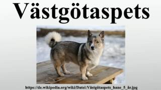 Västgötaspets [upl. by Nahoj]