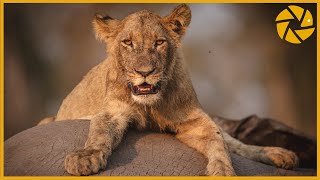 Into The Okavango Delta  A Botswana Safari Adventure I Wildlife Photography [upl. by Laspisa]