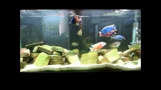 How To Guide African Cichlid Peacock and Haplochromis Show Tank [upl. by Darnell]