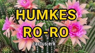 Cactus Video Hildewintera Hybrid HUMKES RORO [upl. by Einnalem]