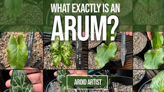 What exactly is an Arum More importantly what ISN’T an Arum  Let’s explore this amazing Genus [upl. by Annorah326]