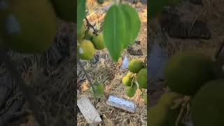 Our Sapote tree is full of fruit [upl. by Jovitta]