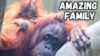 Incredible Bornean Orangutan Family Mother Baby and Son [upl. by Rotciv]