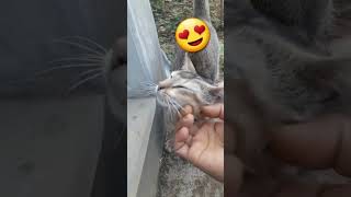 ☺Need only Love❤ catvideos cat kitten shortviral loving cute catlife animal utubeshorts [upl. by Ahseined671]