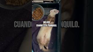 El Hurón  hurones sabiasque datoscuriosos fyp animales parati curiosidades memes [upl. by Atteuqahs]