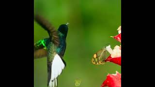 The Fascinating World of Hummingbirds Nature’s Tiny Wondersquot wildlife adventurewildlife animals [upl. by Alaric155]