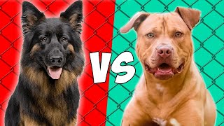 Pastor Alemán VS Pitbull Terrier Americano ¿Quién gana [upl. by Ocsinarf826]