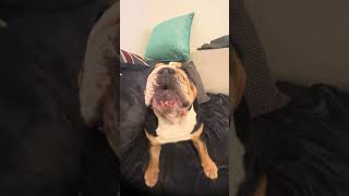 Non stop woofing bulldog bulldogslove dog [upl. by Francie]