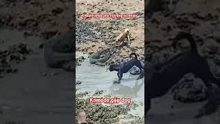 Komodo vs dog crocodile dog puppy animals beach komodo dogs viralvideo [upl. by Vassili]