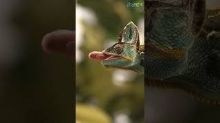 chameleon hunting its prey ✨🦎viral youtube fypシ animals biology online [upl. by Hanima372]