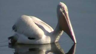 The American White Pelican Pelecanidae Pelecanus erythrorhynchos [upl. by Sirovart]