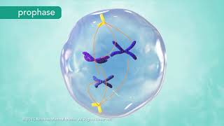 M Phase of the Cell Cycle [upl. by Rowan]