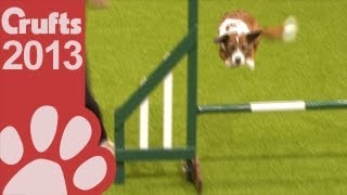 Rescue Dog Agility  Day One  Crufts 2013 [upl. by Shiau]