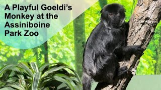 A Playful Goeldi’s Monkey at theAssiniboine Park Zoo papaatthezoo AssiniboinePark [upl. by Abehshtab]