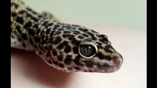 Leopard Gecko  Daily Routine [upl. by Long]