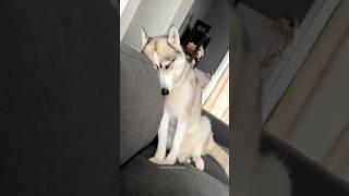 Huskies are pro at saying NO🤣 The Most Dramatic Huskies  Normal dogs vs Huskies 🤣 husky shorts [upl. by Higinbotham]