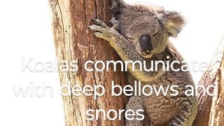 Koalas communicate with deep bellows and snores rosellureta [upl. by Assennav]