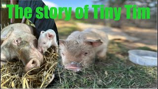 The Story of Tiny Tim [upl. by Brnaby]