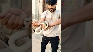 Rat Sanke 🐍 Rescue by kishan dont copy ytshorts shortvideo [upl. by Solegna791]