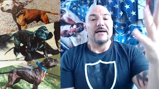 Controversial Dog Names Don Mayfield ◇ APBT Alpha Performance [upl. by Vedi]