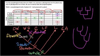 How to build Phylogenetic tree [upl. by Jerold]