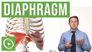 Anatomy of the Diaphragm  Lecturio Medical [upl. by Guthrey]