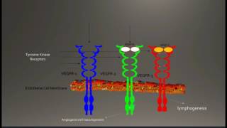 Vascular Endothelial Growth FactorA VEGFA [upl. by Hgielram]