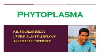 Phytoplasma  Plant Pathology  BSc Agriculture [upl. by Gnad]