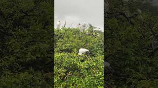 Great Egret Builds Nest While Wood Storks Keep Vigil [upl. by Ahsieuqal]