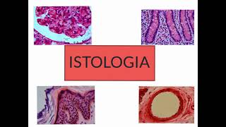 CORSO DI ISTOLOGIA LEZIONE 1 DI 30 EPITELI PARTE 1 [upl. by Beverlie]