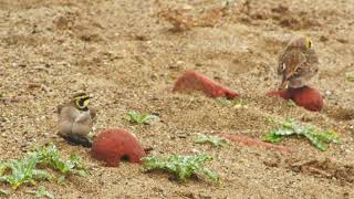 Shore Lark Easington Lagoon [upl. by Airal713]