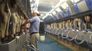 How 100 Canadian milk gets from farm to table [upl. by Aigil]