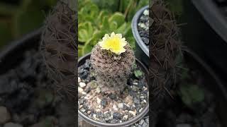 copiapoa Humilis [upl. by Aseret372]