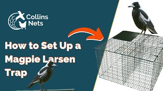 How to Set Up a Double Magpie Larsen Trap  Collins Nets [upl. by Nnylamme150]