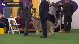 Berger Picards  Breed Judging 2020 [upl. by Roper]