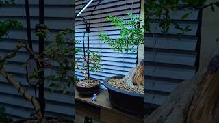 Indoor Bonsai bonsaitree bonsai indoorplants plants light gardening [upl. by Akinna]