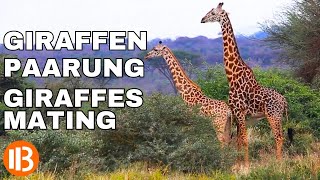 Giraffen Paarung  Giraffes Mating über 27 Millionen Aufrufe [upl. by Anbul]