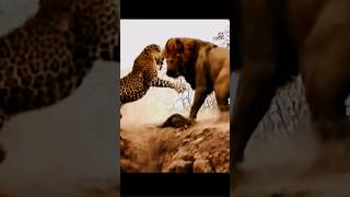 🦁vs leopard wildlife AnimalPlanet shorts Lionvsleopard lionsafari viralvideo NatGeo trending [upl. by Temp44]