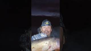 Almost 33 Inch Walleye  BOOOM WOOOOOFISHING nightfishing walleye [upl. by Eiddet]